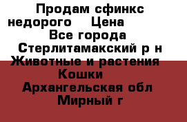 Продам сфинкс недорого  › Цена ­ 1 000 - Все города, Стерлитамакский р-н Животные и растения » Кошки   . Архангельская обл.,Мирный г.